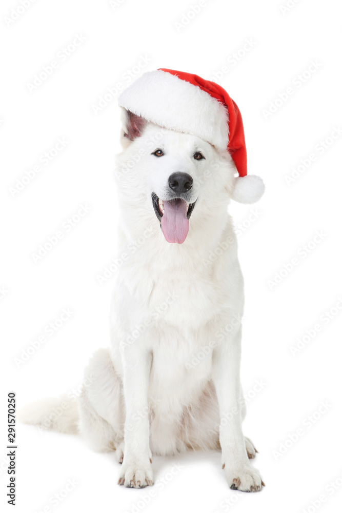 Swiss shepherd dog with christmas hat on white background Swiss shepherd dog with christmas hat on white background