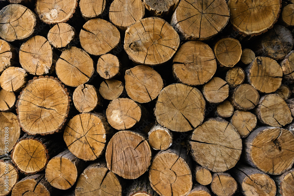 The butt of sawn trees, wooden background.