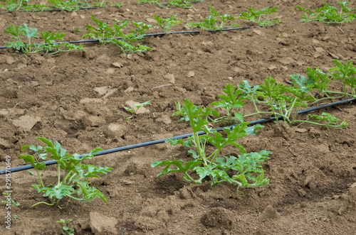 Young sprout of watermelon field with drip irrigation