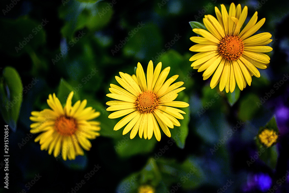 yellow flower yellow flower