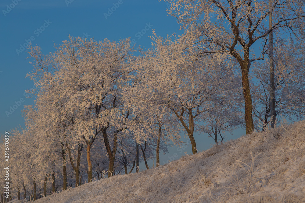 tree in winter tree in winter