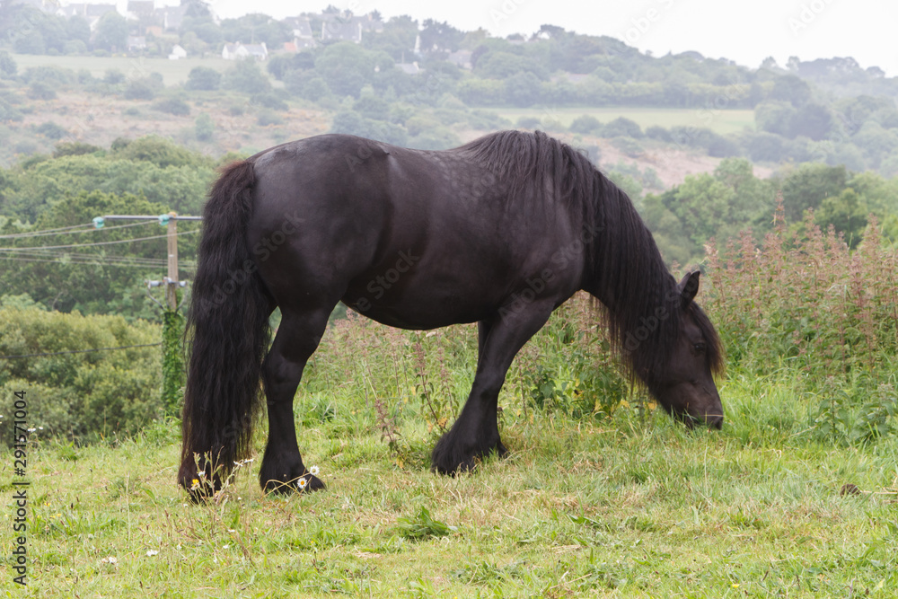 Black merens horse grazing in a field Black merens horse grazing in a field