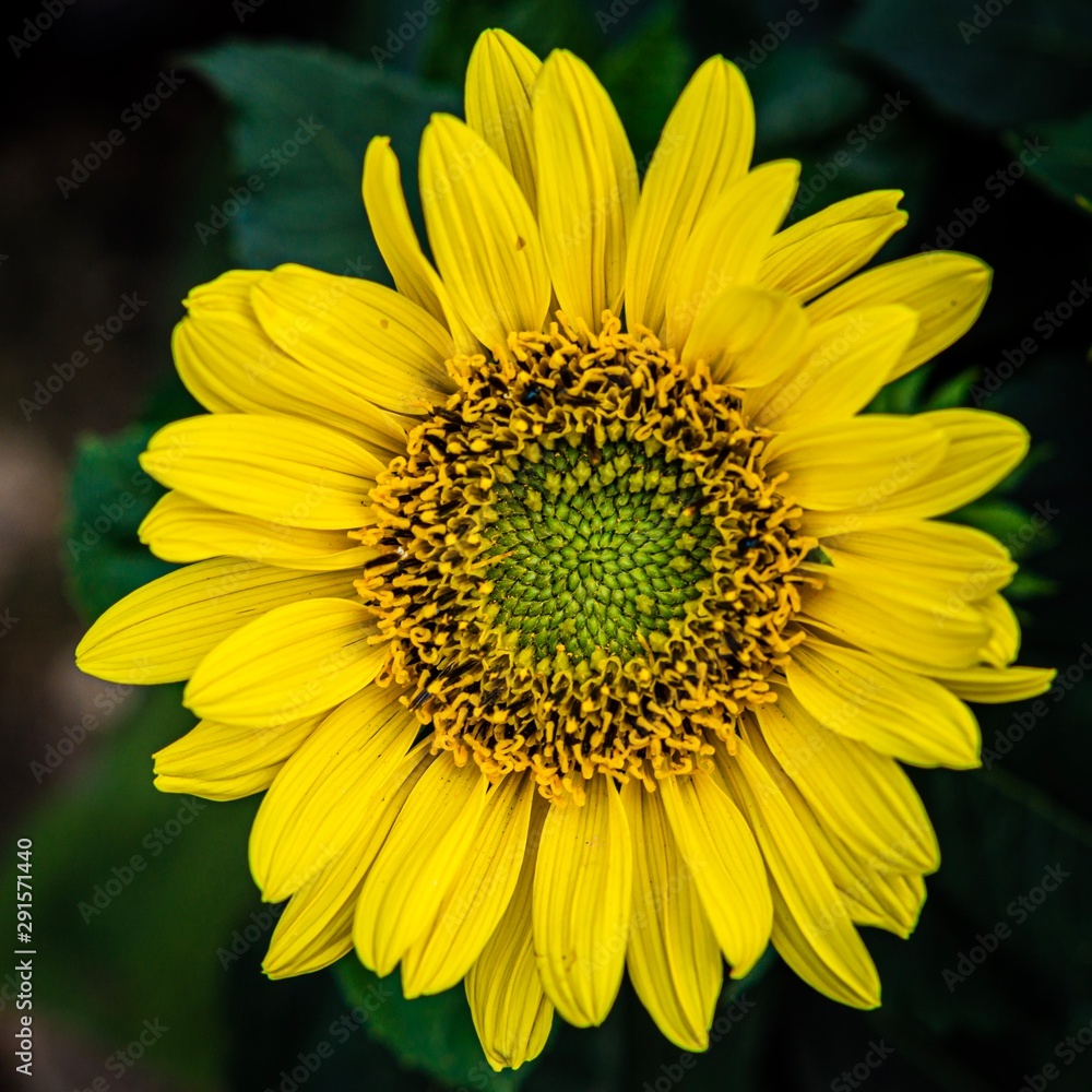 sunflower isolated on dark green background sunflower isolated on dark green background