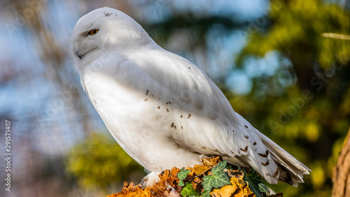 Snowy owl