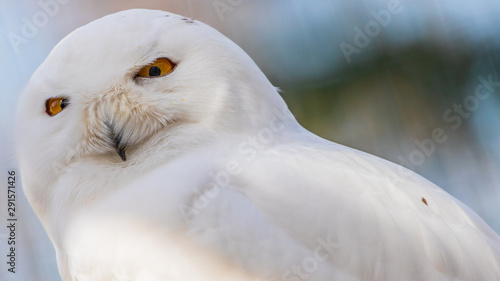 Snowy owl © Trelony