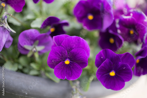 purple pansys
