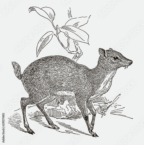 Lesser mouse-deer or kanchil tragulus kanchil in side view. Illustration after an engraving from the 19th century