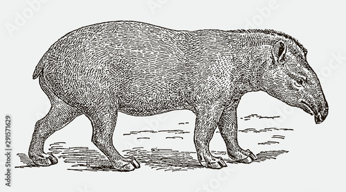 Threatened south american or brazilian tapir tapirus terrestris in side view. Illustration after an engraving from the 19th century