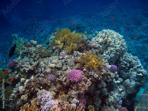 Coastal reef covered with a variety of corals in the Red Sea in Sharm El Sheikh
