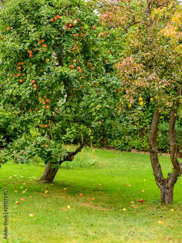 An apple tree standing in an orchard beside a pear tree.