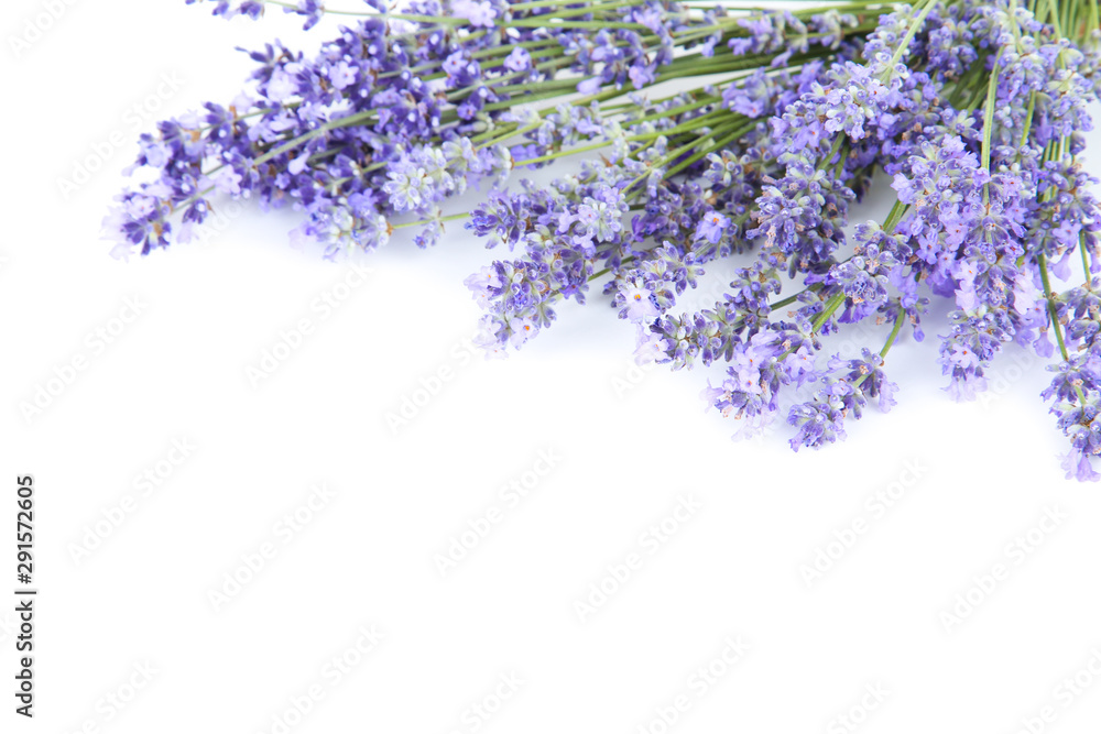 Lavender flowers isolated on white background Lavender flowers isolated on white background