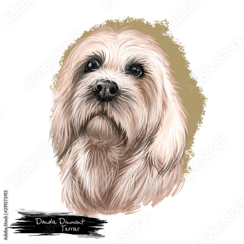 Dandie Dinmont Terrier, Hindlee Terrier dog digital art illustration isolated on white background. Scotland origin terrier dog. Cute pet hand drawn portrait. Graphic clip art design for web, print. photo