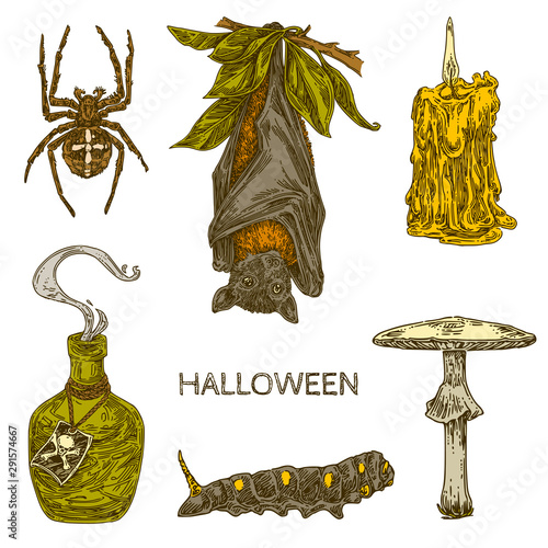Vintage set elements for Halloween. Bat, Pale toadstool, candle, spider and caterpillar. Color. Engraving style. Vector illustration.