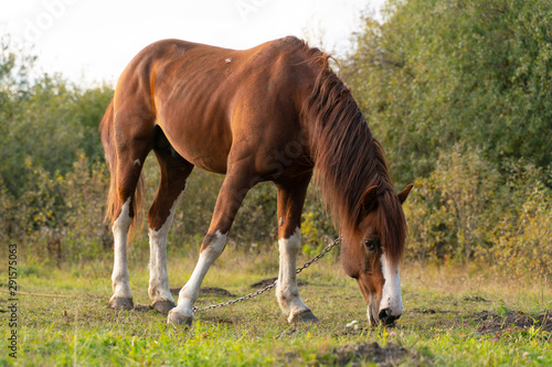A horse tied with a chain grazes in the meadow, eating grass
