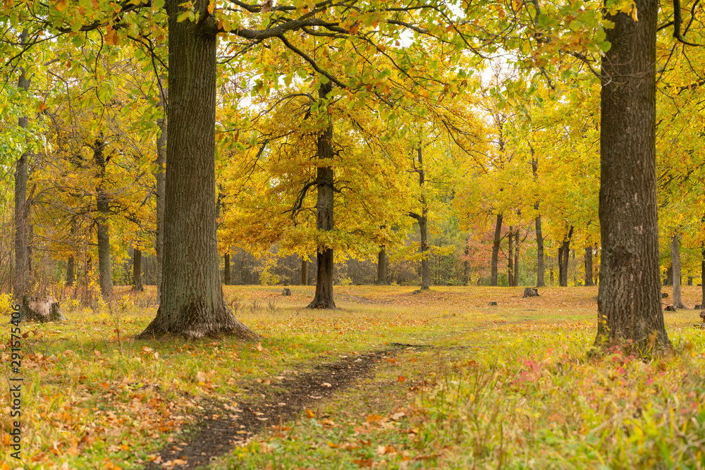 Autumn forest landscape, nature withers before hibernation