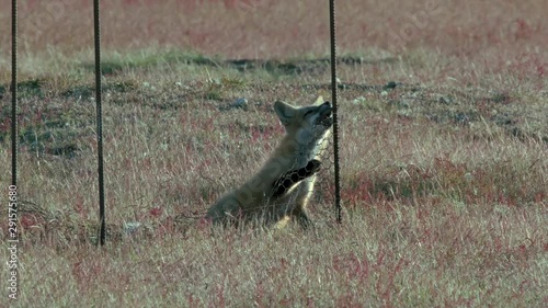 4K Young Fox Teethes on an Old Fence on the Prairie Near Dusk
