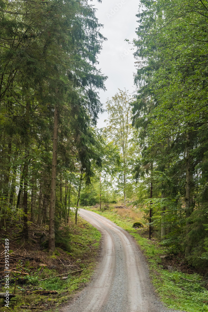 Gravel road through a coniferous forest Gravel road through a coniferous forest