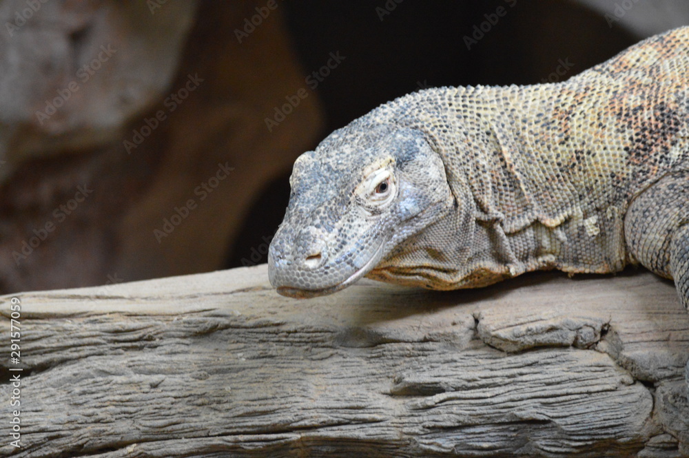 Obraz premium Komodo dragon laying on a log