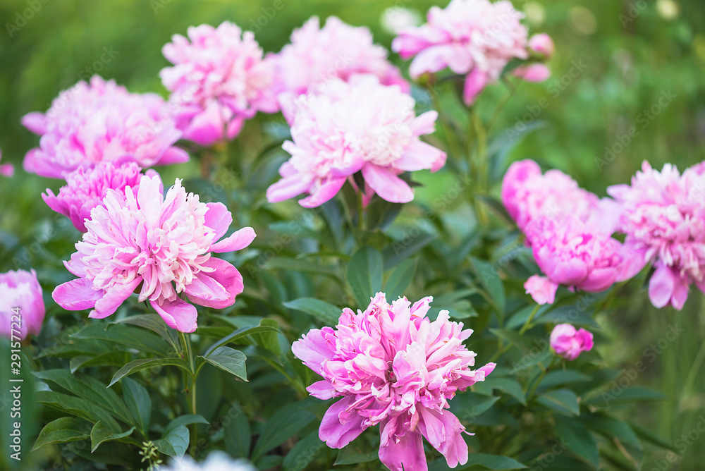 Pink peonies blooming in the summer garden Pink peonies blooming in the summer garden