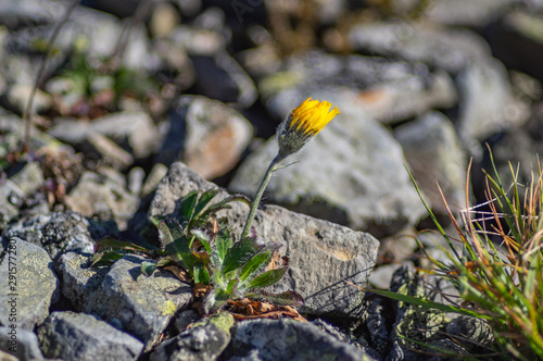Flower growing among stones
