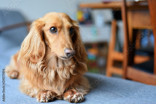 Close up of a long haired Dachshund sitting on the floor photo