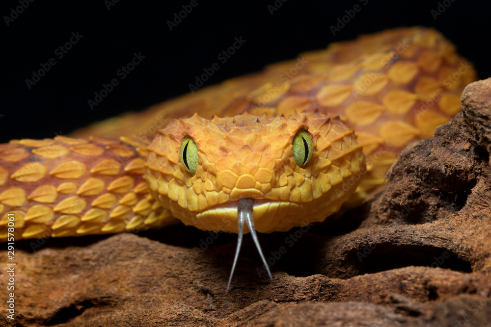 Life on White  Leaf viper with its tongue out, Atheris squamigera,  isolated on white