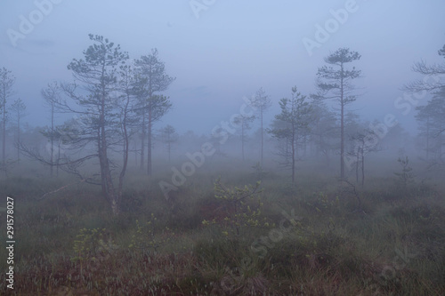 misty  mystical morning in the swamp