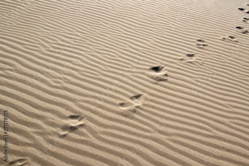 The footprints on the sand. Deltebre  Catalonia  Spain