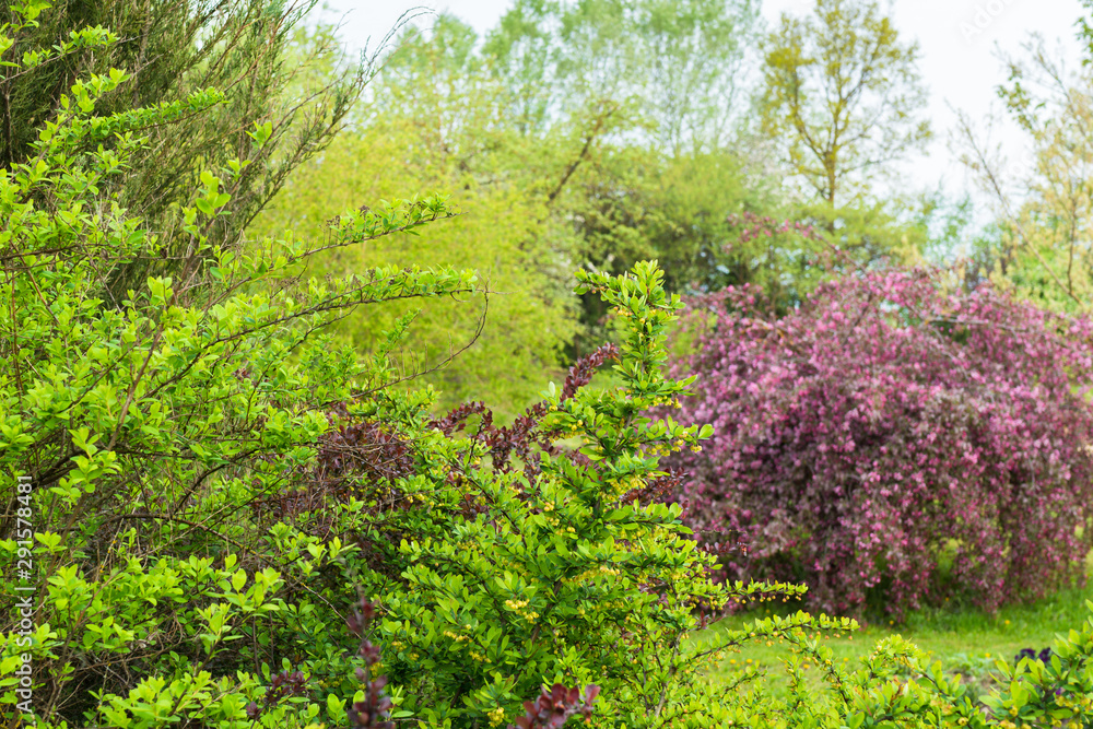 green garden in spring, lots of ornamental plants, everything in light green, barberry in the foreground, blurry apple on the back green garden in spring, lots of ornamental plants, everything in light green, barberry in the foreground, blurry apple on the back