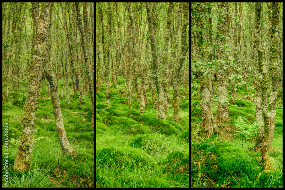 Fototapeta premium Triptych, Storyboard of a Pattern of Moss and Trees in Ancient Irish Woodland