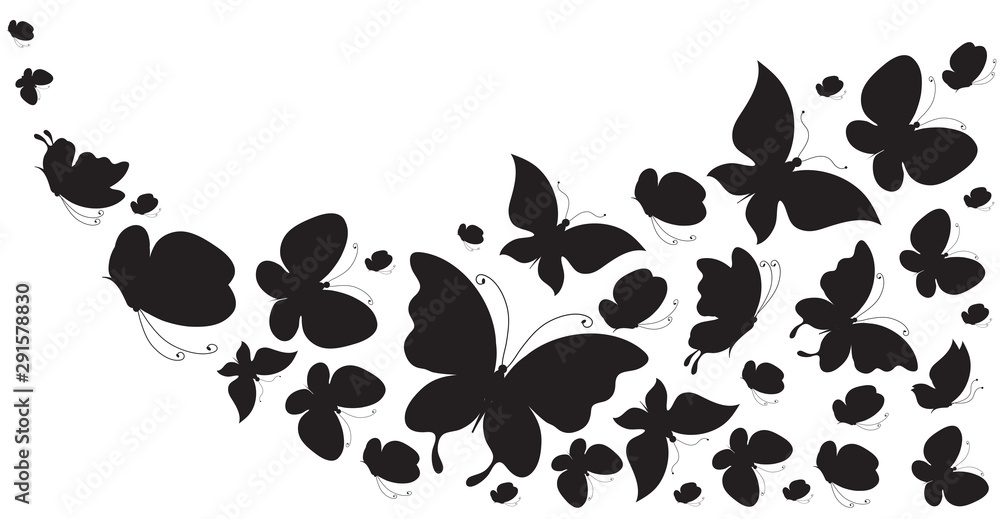 butterfly301 butterfly301