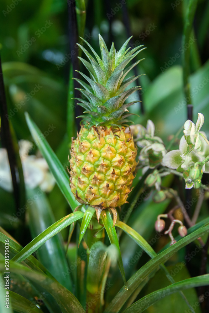 A fruit of small pineapple in orangery A fruit of small pineapple in orangery