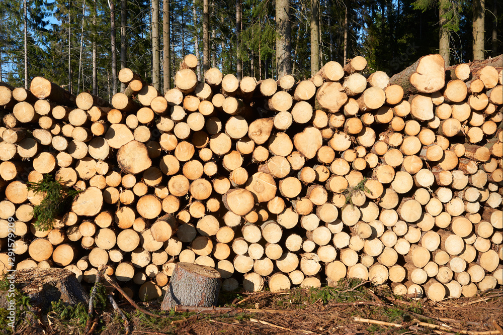 Woodpile of freshly harvested spruce logs. Trunks of trees cut and stacked in forest. Wooden Logs. Selective focus