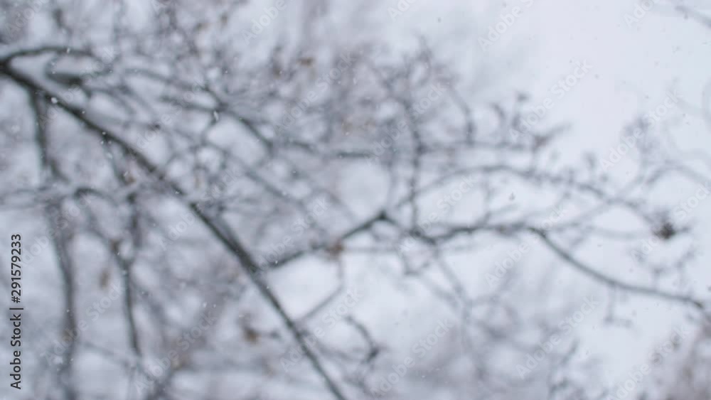 Falling snow on a blurred background with snow covered trees. Big snow flakes. Falling snow on a blurred background with snow covered trees. Big snow flakes.