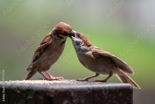 sparrow on a branch feeding young birds