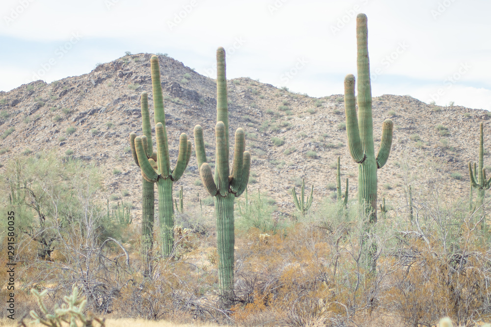 Saguaros in Arizona Desert