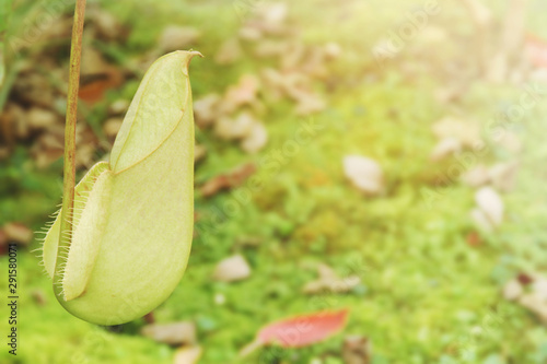 Nepenthes rafflesiana Jack Pitcher Plant with Blurred Greenery Background photo