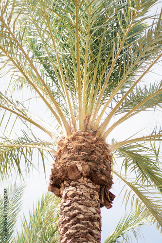 palm tree in Arizona