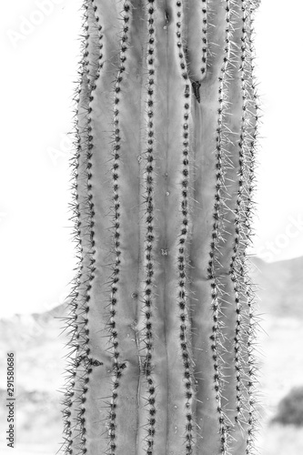 Close up of Saguaro Cactus Needles