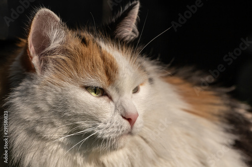 Portrait of a beautiful adult fluffy long-haired tri-colored cat with green eyes and pink nose is in the sun light on a blurred dark background