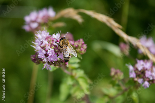 Biene an einer Blüte