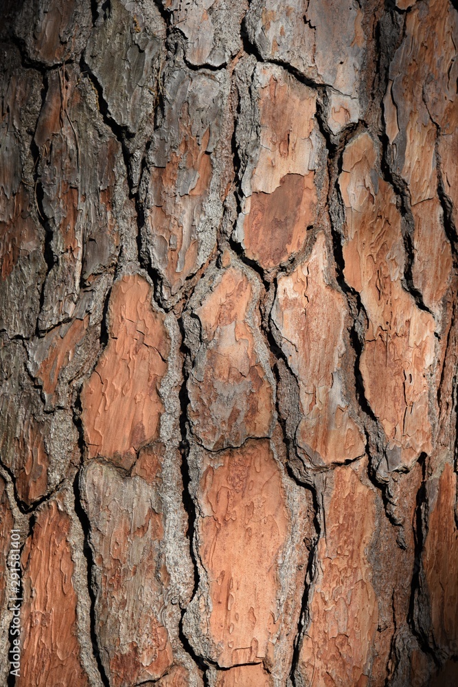 tree bark for background or texture, кора дерева для фона или текстуры tree bark for background or texture, кора дерева для фона или текстуры