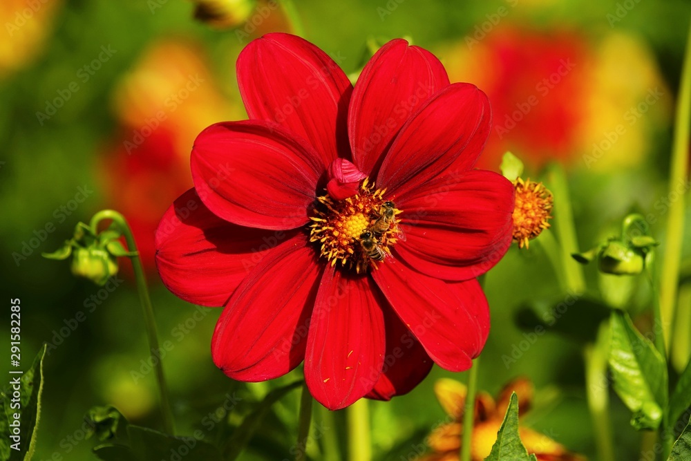 Bees in a beautiful dahlia flower in a botanical garden Bees in a beautiful dahlia flower in a botanical garden