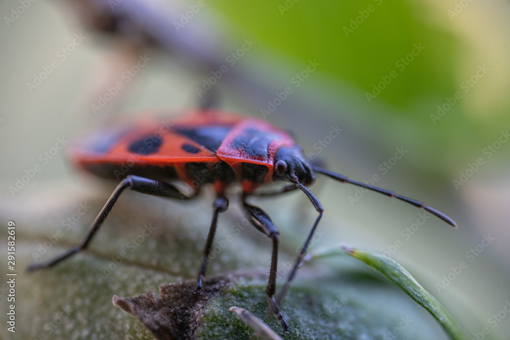 Pyrrhocoris apterus sits on a flower Pyrrhocoris apterus sits on a flower