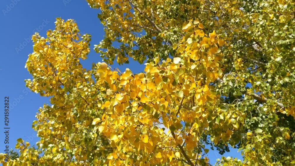 Autumn Leafs Blowing in the Wind with Blue Sky, Canada, Alberta. Poplar Tree Leafs Autumn Leafs Blowing in the Wind with Blue Sky, Canada, Alberta. Poplar Tree Leafs