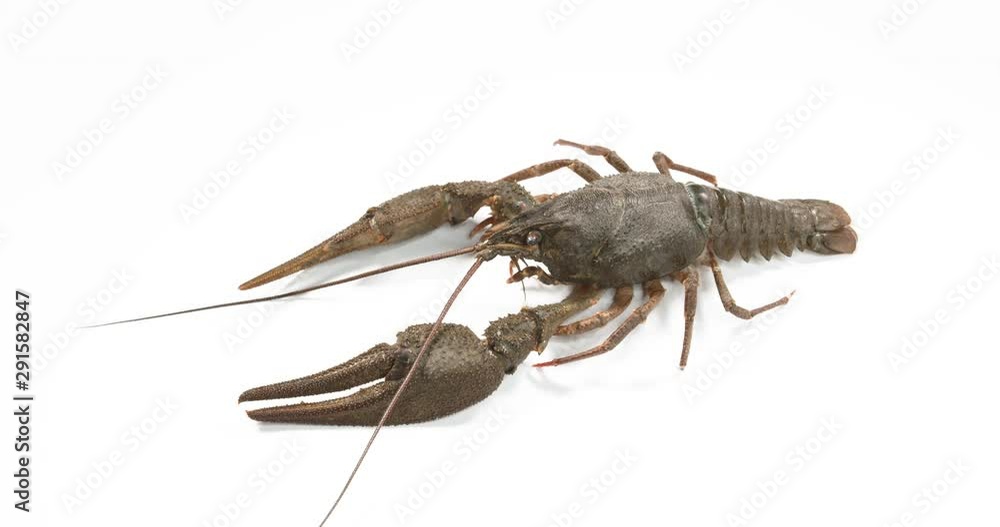 Slow motion.Live crayfish on white background, crayfish before cooking. Slow motion.Live crayfish on white background, crayfish before cooking.