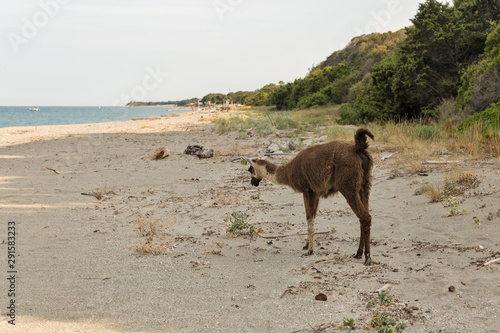 Young llama grazing on Corsica island beach, France.