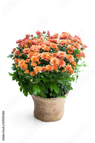 Fototapeta Naklejka Na Ścianę i Meble -  Pot of orange flowering chrysanthemums isolated on white