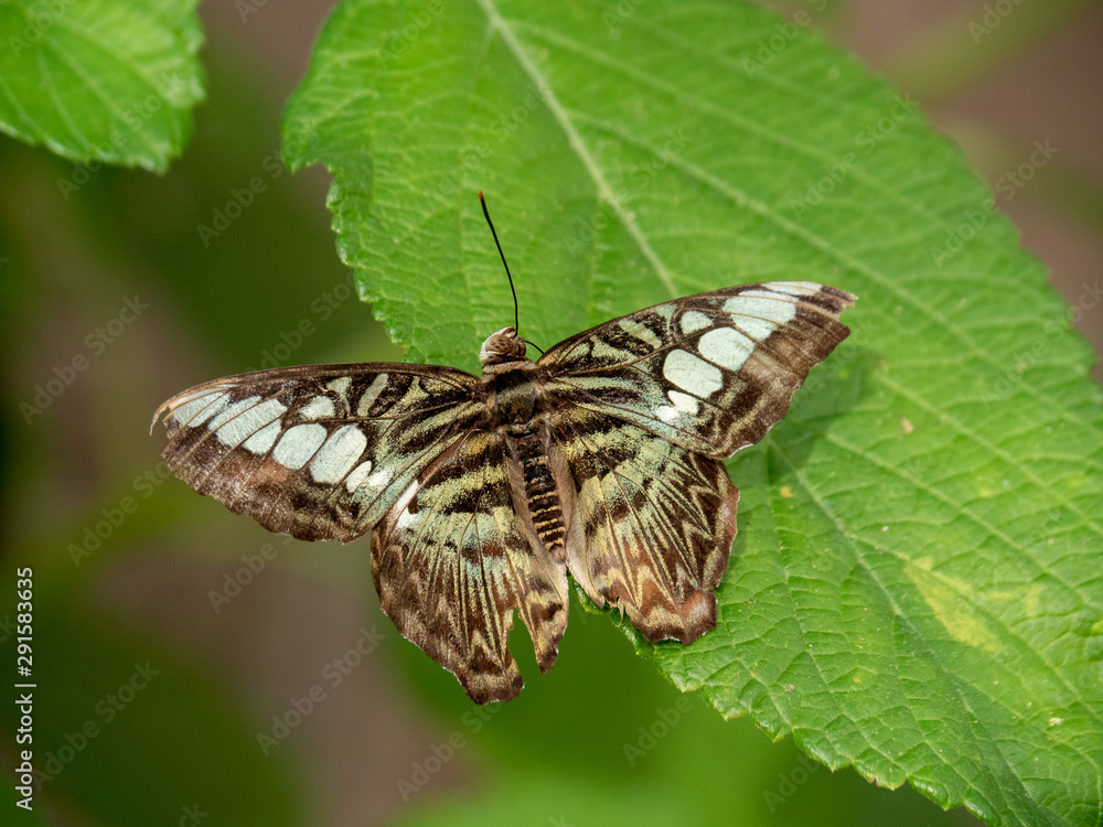 Naklejka premium Butterfly