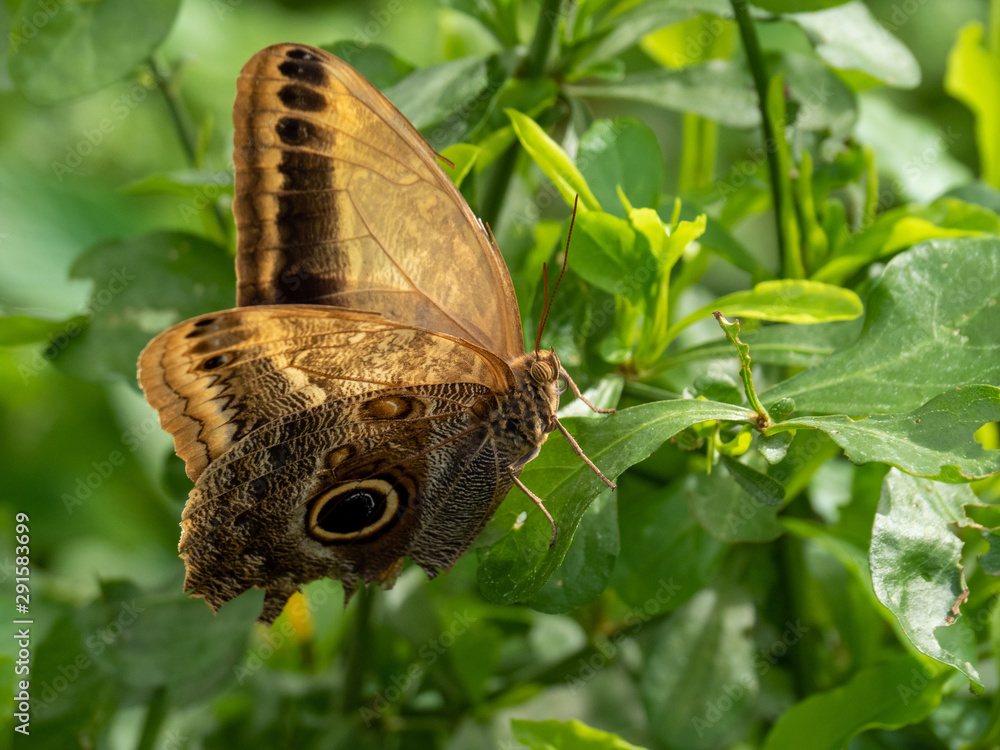 Obraz premium Butterfly